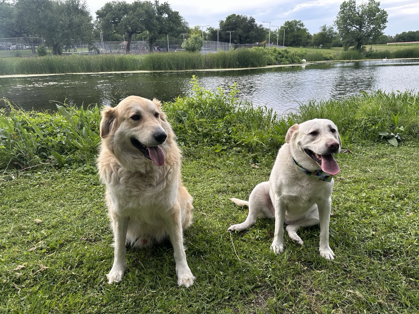 Two happy dogs sitting by a lake after a walk