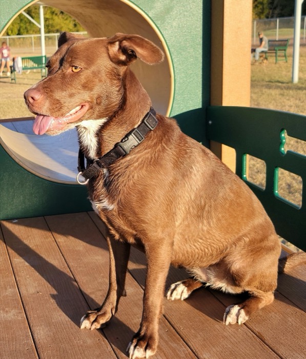 Chocolate lab mix smiling at the dog park