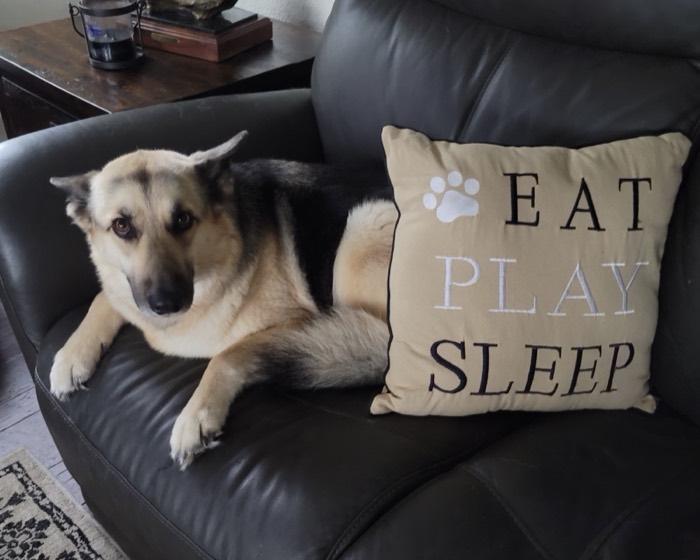 German shepherd with an eat play sleep pillow