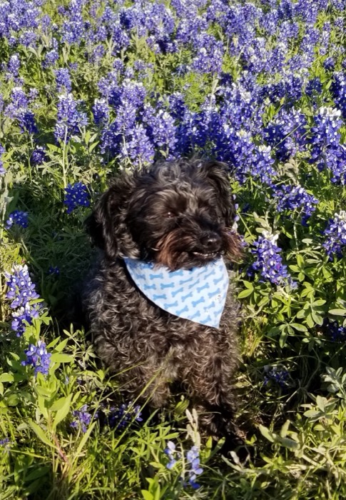 Schnauzer in a bandana sitting in bluebonnets