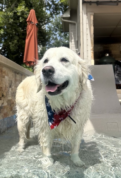 White golden retriever fresh out of the pool