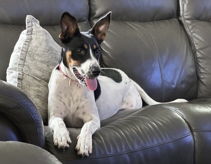 Rat terrier relaxing on the couch
