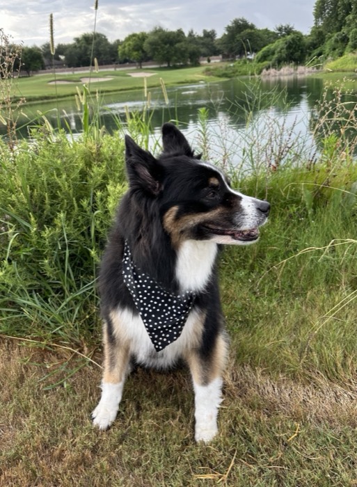 Australian shepherd in a bandana by the pond