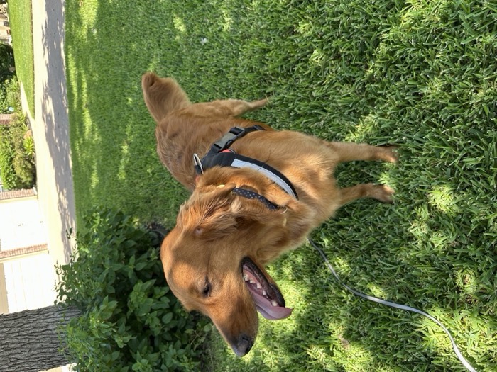 Golden retriever on a sunny walk