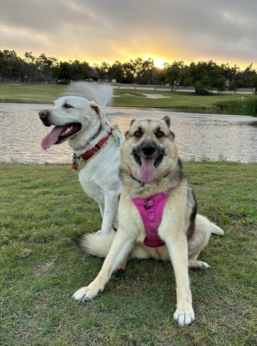 Two dogs at the park at sunset