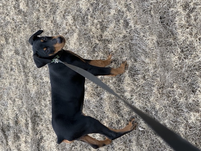 Doberman puppy on a walk