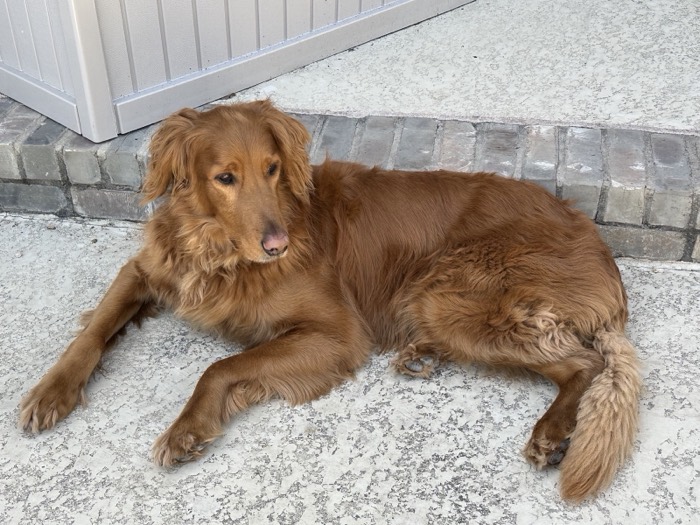 Golden retriever lounging on the porch