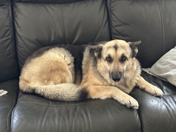 German shepherd curled up on the couch