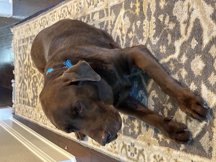 Chocolate lab resting on a rug