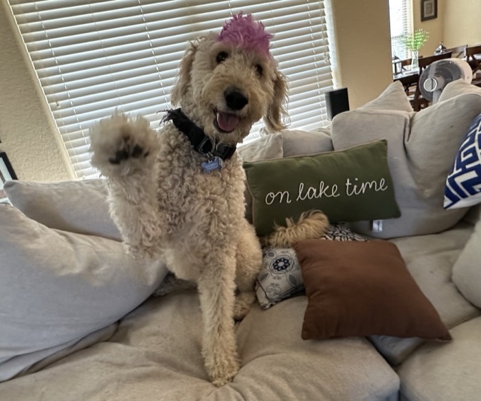 Goldendoodle with a pink mohawk on the couch
