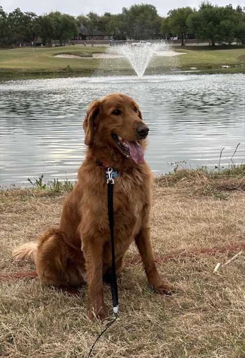 Golden retriever posing by the fountain