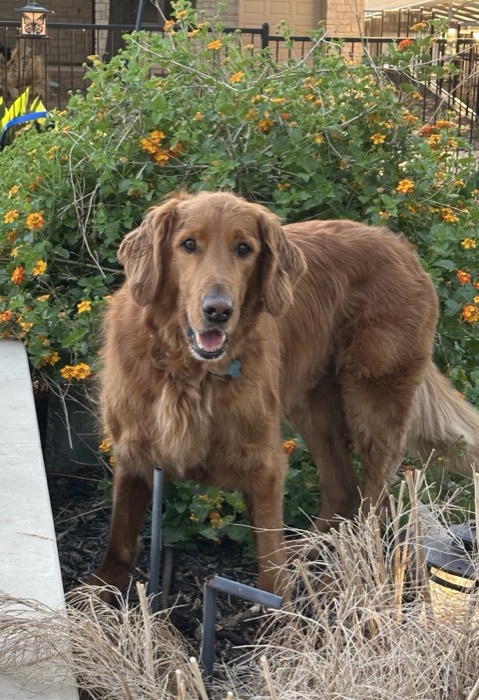 Golden retriever in the flower garden