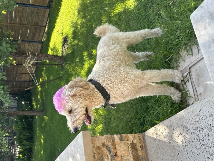 Goldendoodle with a pink mohawk in the yard
