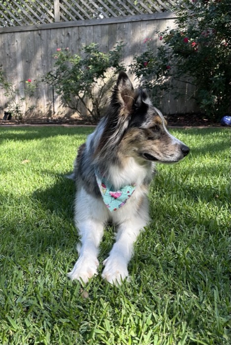 Australian shepherd lying in the grass