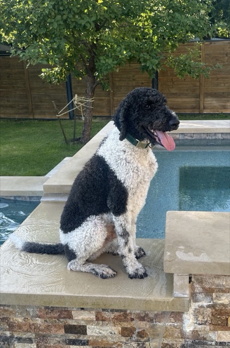 Parti poodle sitting by the pool
