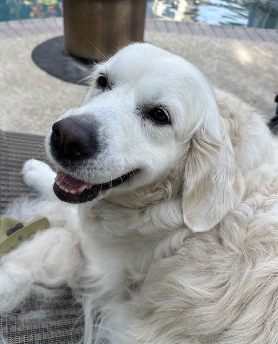 White golden retriever smiling up close