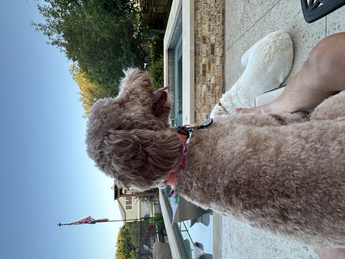 Poodle enjoying the evening by the pool